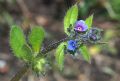 Asperugo procumbens